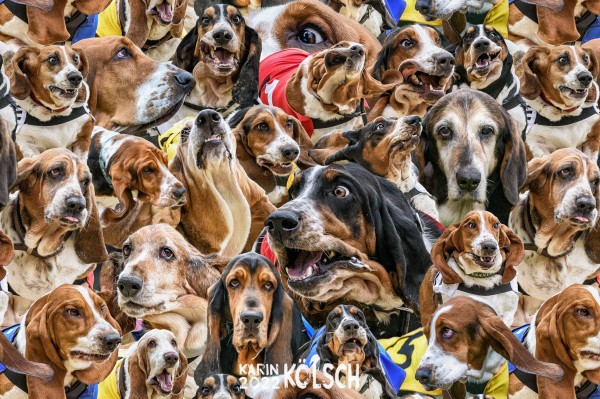Collage-Bassets-2
